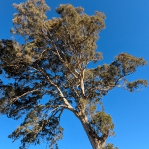 Eucalyptus melliodora at Kambah, ACT - 30 Jul 2024