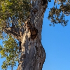 Eucalyptus melliodora at Kambah, ACT - 30 Jul 2024