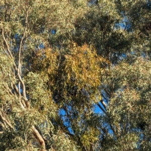 Eucalyptus melliodora at Kambah, ACT - 30 Jul 2024