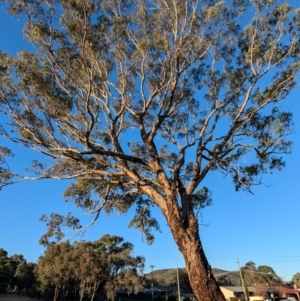 Eucalyptus melliodora at Kambah, ACT - 30 Jul 2024