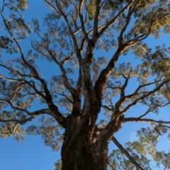 Eucalyptus melliodora at Kambah, ACT - 30 Jul 2024