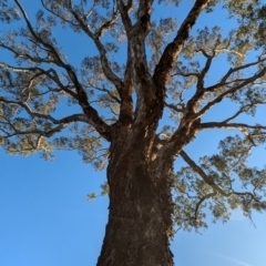 Eucalyptus melliodora at Kambah, ACT - 30 Jul 2024