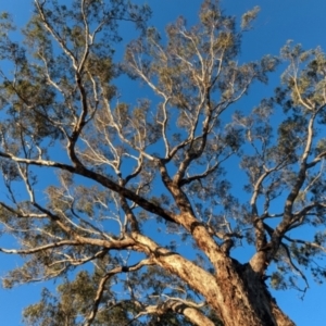 Eucalyptus melliodora at Kambah, ACT - 30 Jul 2024