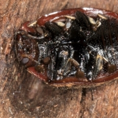 Trachymela sp. (genus) at Melba, ACT - 30 Jul 2024 01:22 PM