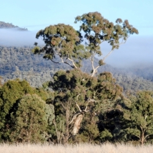 Eucalyptus melliodora at Kambah, ACT - 27 Jul 2024 08:06 AM