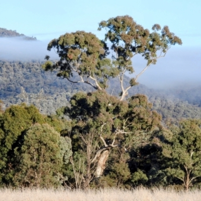 Eucalyptus melliodora (Yellow Box) at Kambah, ACT - 27 Jul 2024 by HelenCross