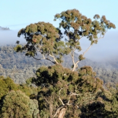 Eucalyptus melliodora at Kambah, ACT - 27 Jul 2024 08:06 AM