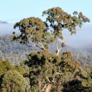 Eucalyptus melliodora at Kambah, ACT - 27 Jul 2024