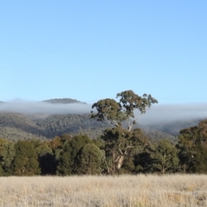 Eucalyptus melliodora at Kambah, ACT - 27 Jul 2024