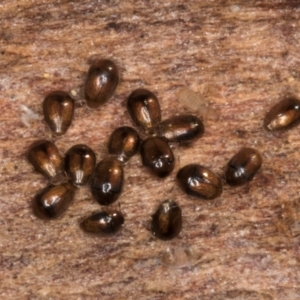 Sericoderus sp. at Melba, ACT - 30 Jul 2024