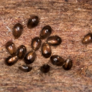 Sericoderus sp. at Melba, ACT - 30 Jul 2024