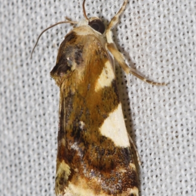 Acontia elaeoa (An Erebid moth (Boletobiinae)) at Sheldon, QLD - 9 Mar 2024 by PJH123