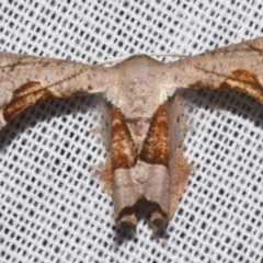 Phazaca sp. ANIC1 (A Swallowtail moth (Uraniidae) at Sheldon, QLD by PJH123