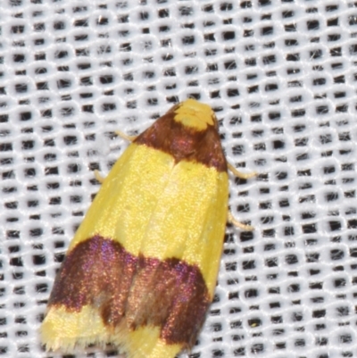 Heterallactis microchrysa (A Tiger moth (Lithosiini)) at Sheldon, QLD - 9 Mar 2024 by PJH123