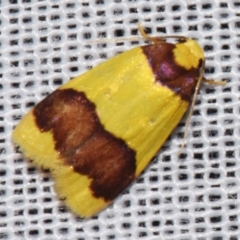 Heterallactis microchrysa at suppressed - 9 Mar 2024