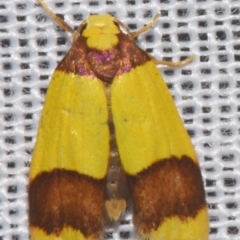 Heterallactis microchrysa at suppressed - 9 Mar 2024