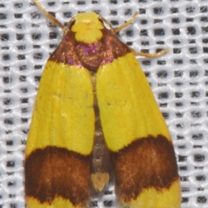 Heterallactis microchrysa at suppressed - 9 Mar 2024