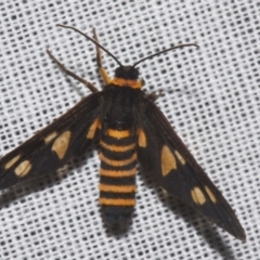 Eressa angustipenna (A Tiger moth (Ctenuchini) at Sheldon, QLD - 9 Mar 2024 by PJH123