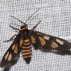 Amata (genus) (Handmaiden Moth) at Sheldon, QLD - 8 Mar 2024 by PJH123