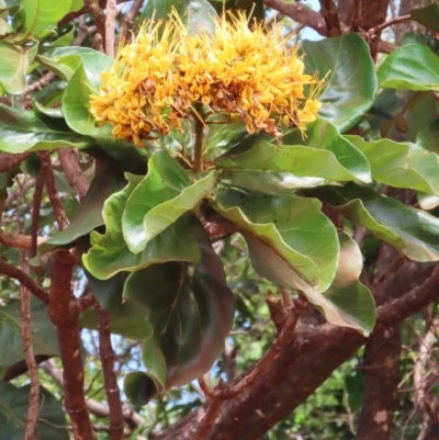 Deplanchea tetraphylla (Golden Bouquet) at Somerset, QLD - 30 Jul 2024 by lbradley