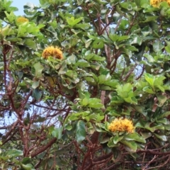 Deplanchea tetraphylla at Somerset, QLD - 30 Jul 2024 11:57 AM