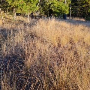 Eragrostis curvula at Isaacs, ACT - 30 Jul 2024 04:55 PM