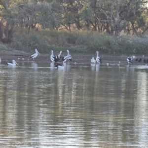 Pelecanus conspicillatus at Warumungu, NT - 31 Jul 2024 07:51 AM