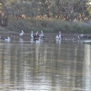 Pelecanus conspicillatus at Warumungu, NT - 31 Jul 2024