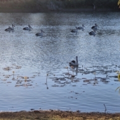 Pelecanus conspicillatus (Australian Pelican) at Warumungu, NT - 31 Jul 2024 by AliClaw