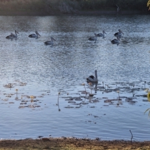 Pelecanus conspicillatus at Warumungu, NT - 31 Jul 2024