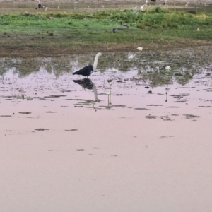 Ardea pacifica at Warumungu, NT - 30 Jul 2024