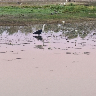 Ardea pacifica (White-necked Heron) at Warumungu, NT - 30 Jul 2024 by AliClaw