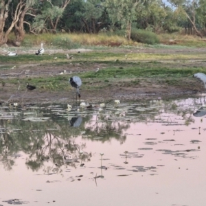 Grus rubicunda at Warumungu, NT - 30 Jul 2024