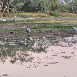 Grus rubicunda at Warumungu, NT - 30 Jul 2024 06:34 PM