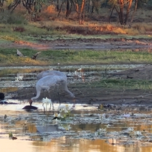 Grus rubicunda at Warumungu, NT - 30 Jul 2024 06:21 PM