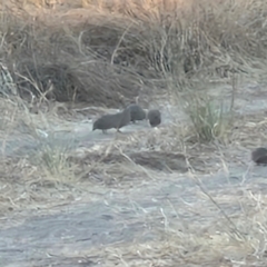 Synoicus ypsilophorus (Brown Quail) at Warumungu, NT - 30 Jul 2024 by AliClaw