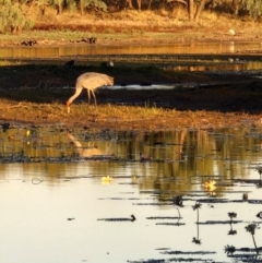 Grus rubicunda (Brolga) at Warumungu, NT - 30 Jul 2024 by AliClaw