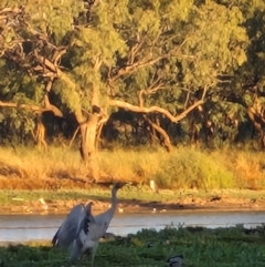 Grus rubicunda (Brolga) at Warumungu, NT - 30 Jul 2024 by AliClaw