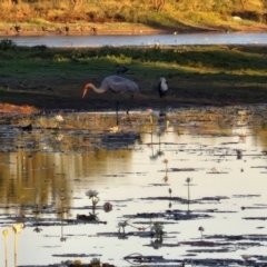 Grus rubicunda (Brolga) at Warumungu, NT - 30 Jul 2024 by AliClaw