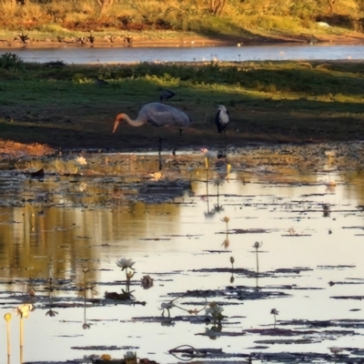 Grus rubicunda (Brolga) at Warumungu, NT - 30 Jul 2024 by AliClaw