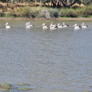 Pelecanus conspicillatus at Tablelands, NT - 30 Jul 2024