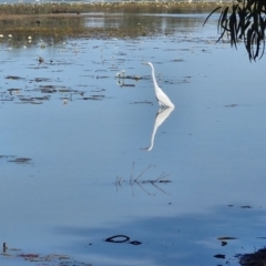 Ardea alba (Great Egret) at Tablelands, NT - 30 Jul 2024 by AliClaw