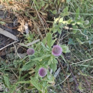 Pterocaulon sphacelatum at Tablelands, NT - 30 Jul 2024