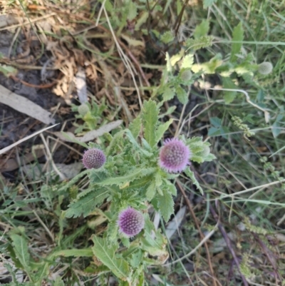 Pterocaulon sphacelatum (Applebush) at Tablelands, NT - 30 Jul 2024 by AliClaw