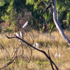 Cacatua sanguinea (Little Corella) at Birdum, NT - 29 Jul 2024 by AliClaw