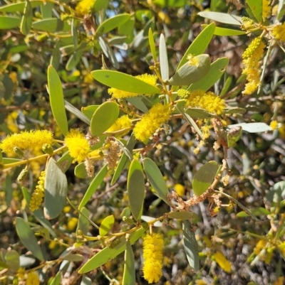 Unidentified Plant at Birdum, NT - 29 Jul 2024 by AliClaw