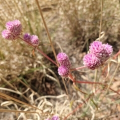 Unverified Plant at Birdum, NT - 29 Jul 2024 by AliClaw
