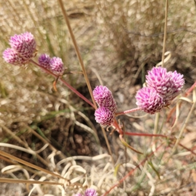 Unverified Plant at Birdum, NT - 29 Jul 2024 by AliClaw