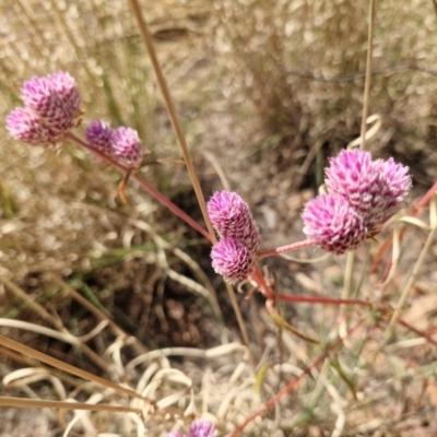 Unidentified Plant at Birdum, NT - 29 Jul 2024 by AliClaw