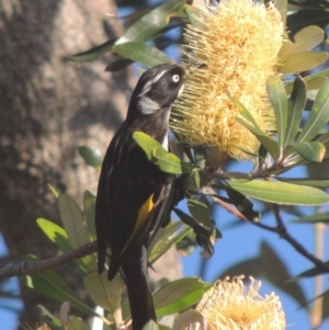 Phylidonyris novaehollandiae at Kioloa, NSW - 7 Jun 2014 10:16 AM